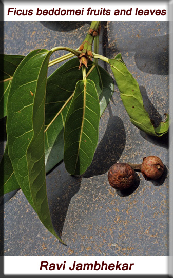 Ficus beddomei fruits and leaves